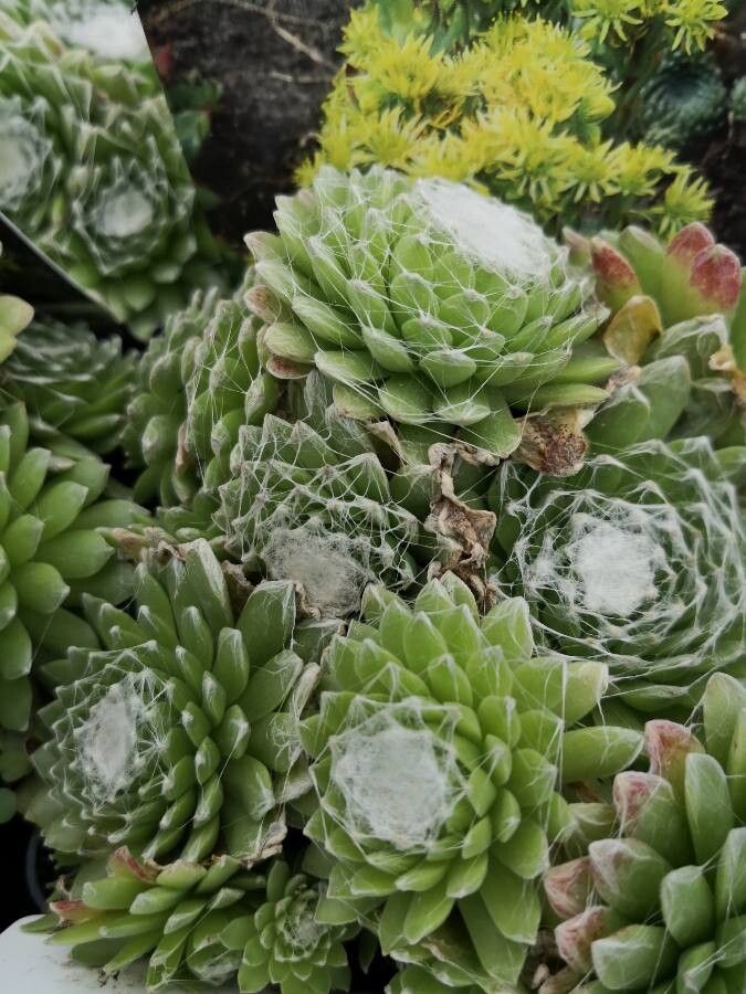 Sempervivum ciliosum habit