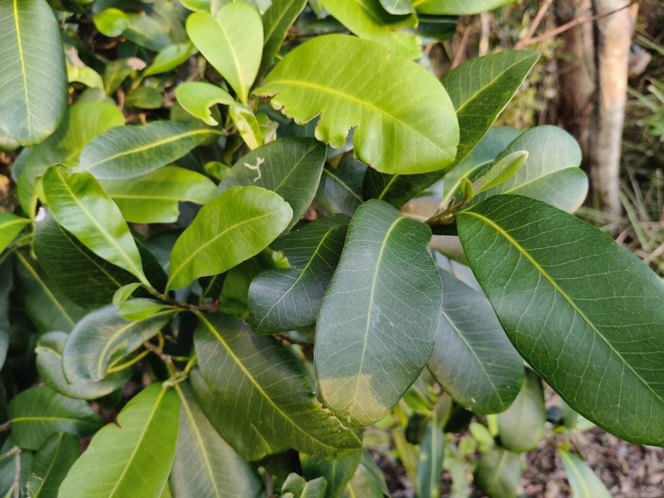 Planchonella australis — search result for 'Pouteria'
