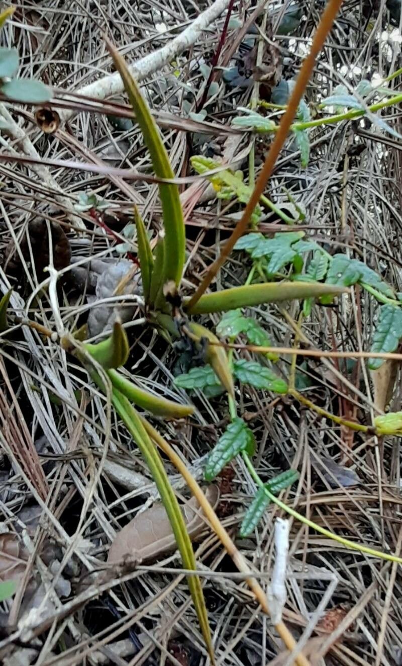 Tolumnia scandens — related species from the same genus