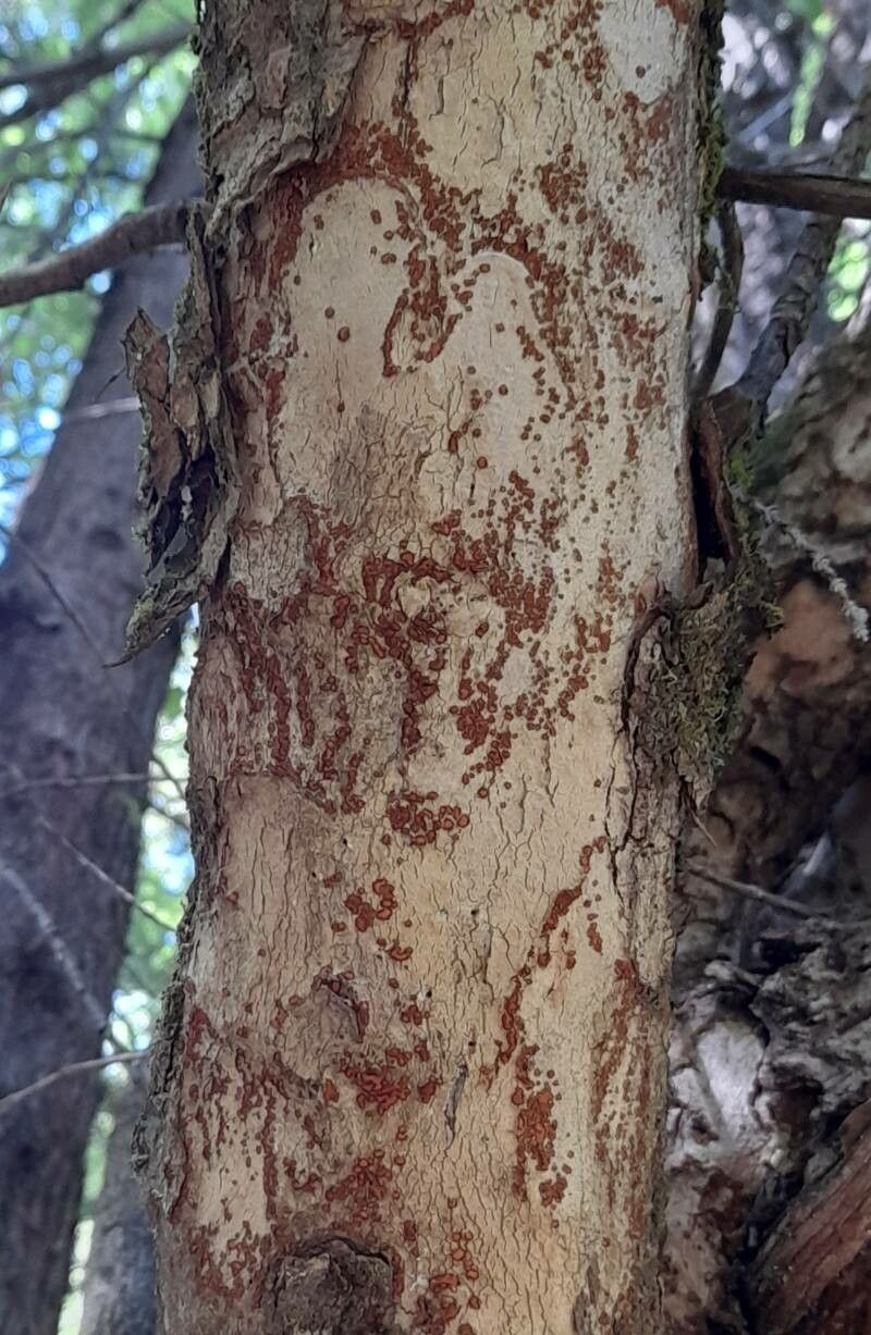 Schinus patagonica bark