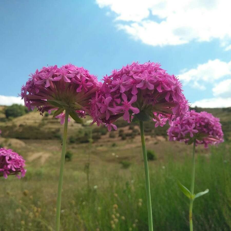Silene compacta leaf