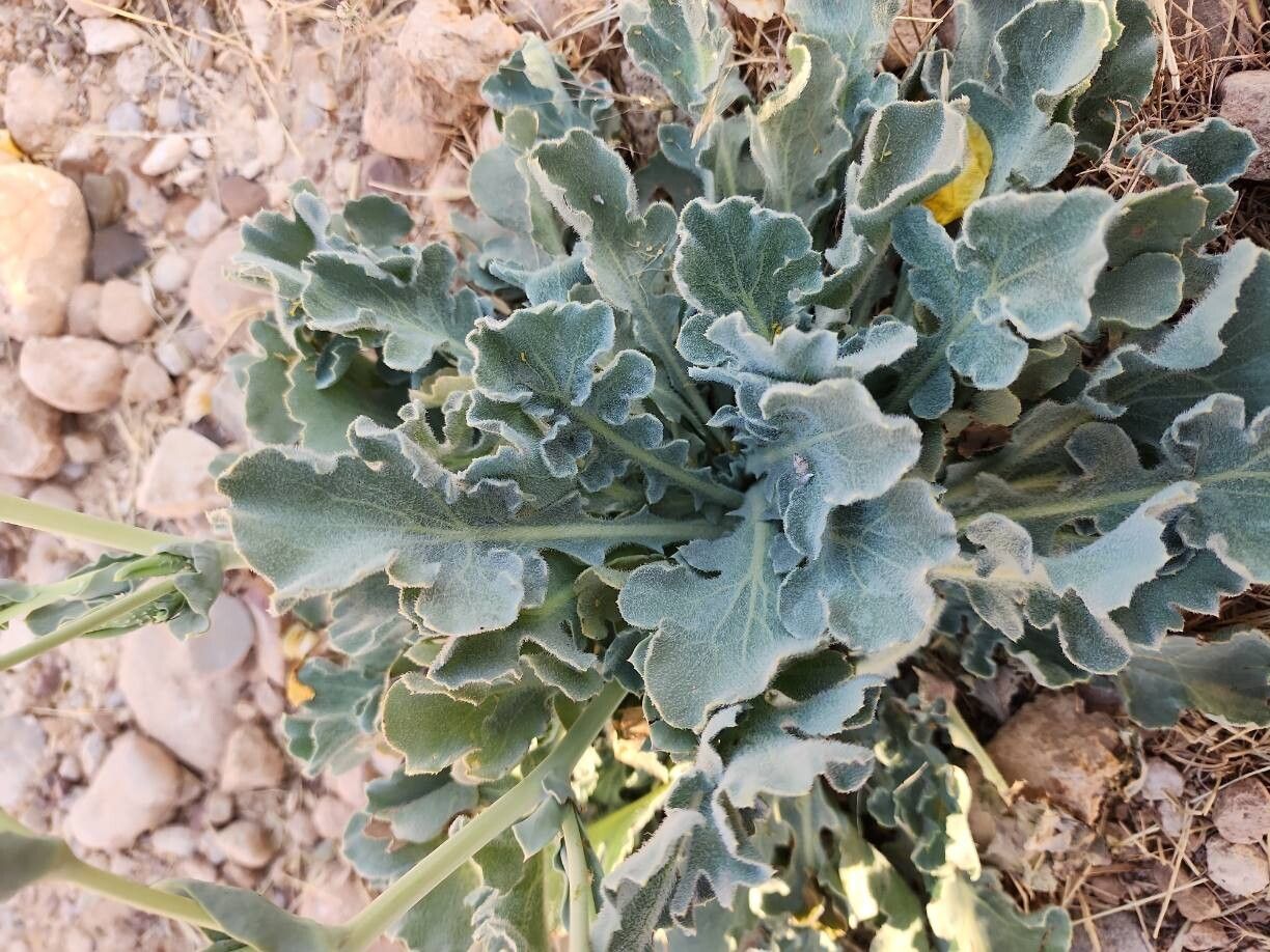 Glaucium vitellinum — houseplant care guide