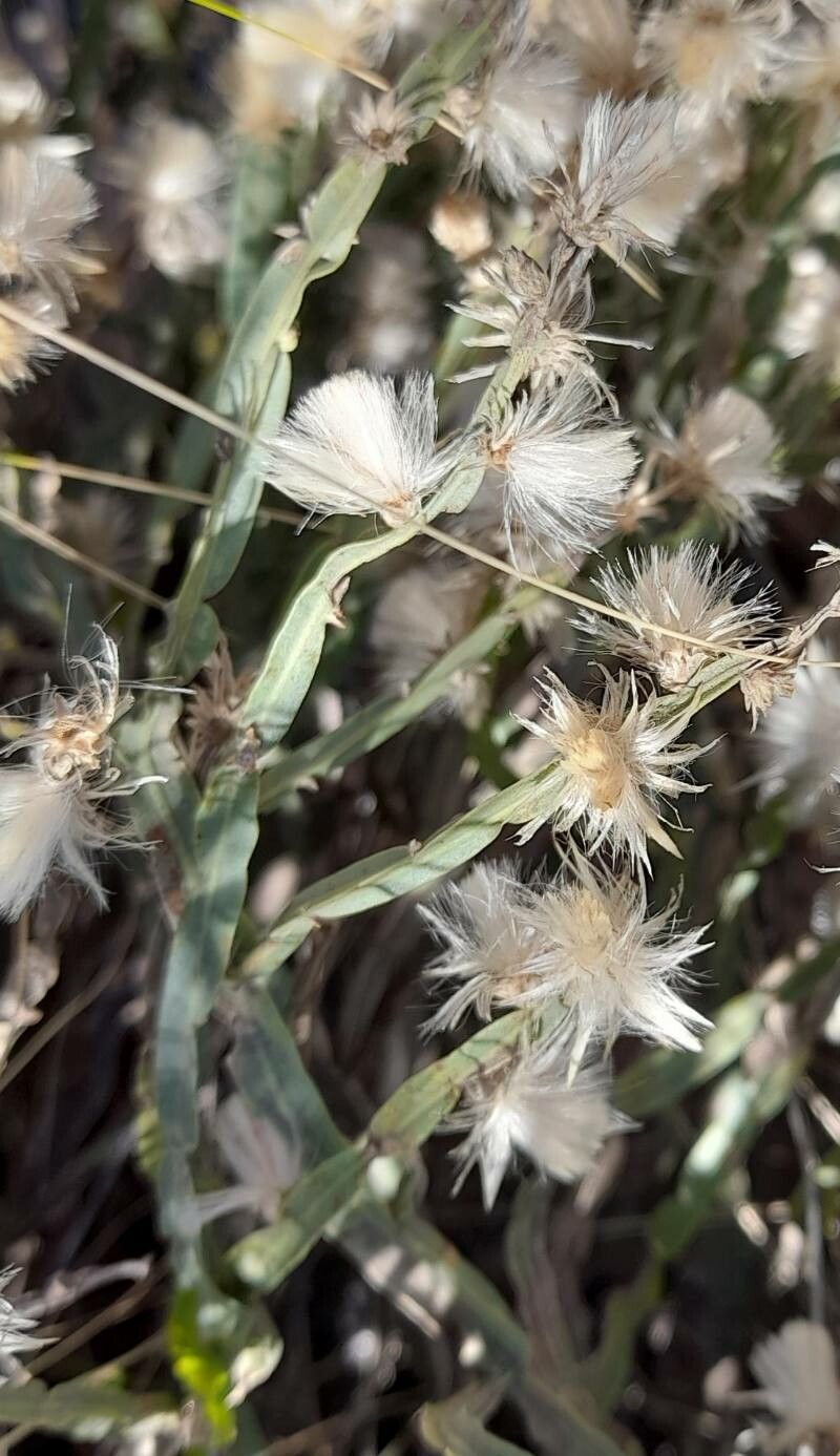 Baccharis trimera fruit