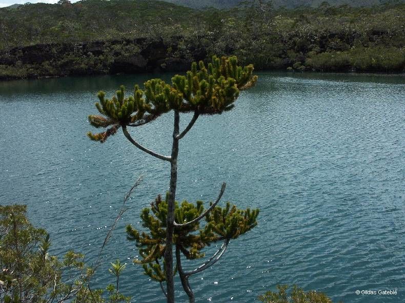 Dacrydium guillauminii habit