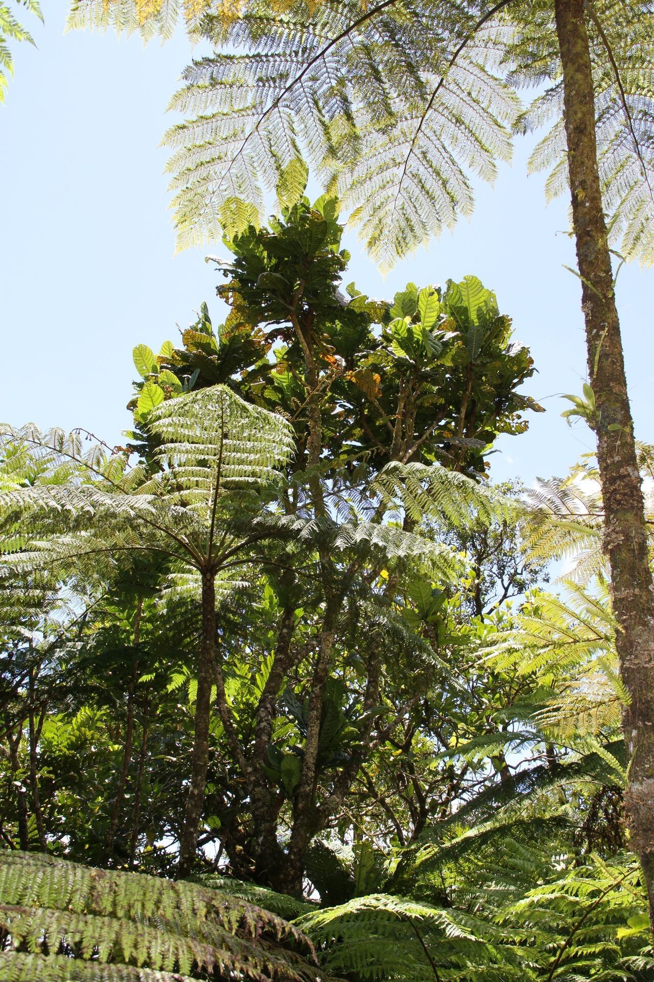 Sloanea magnifolia habit