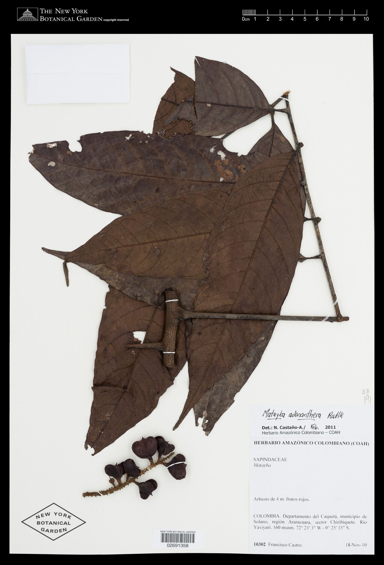 Matayba adenanthera leaf