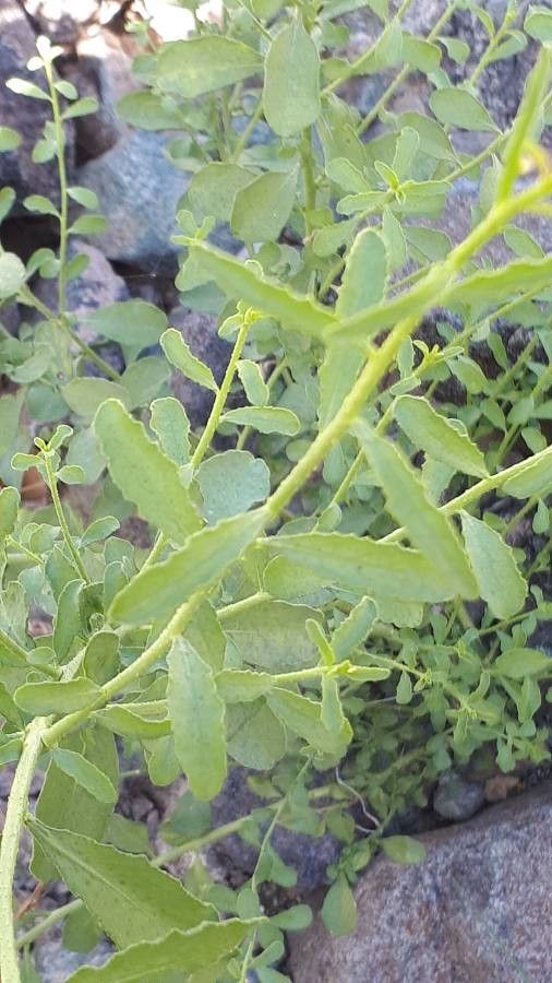 Haplophyllum tuberculatum — houseplant care guide