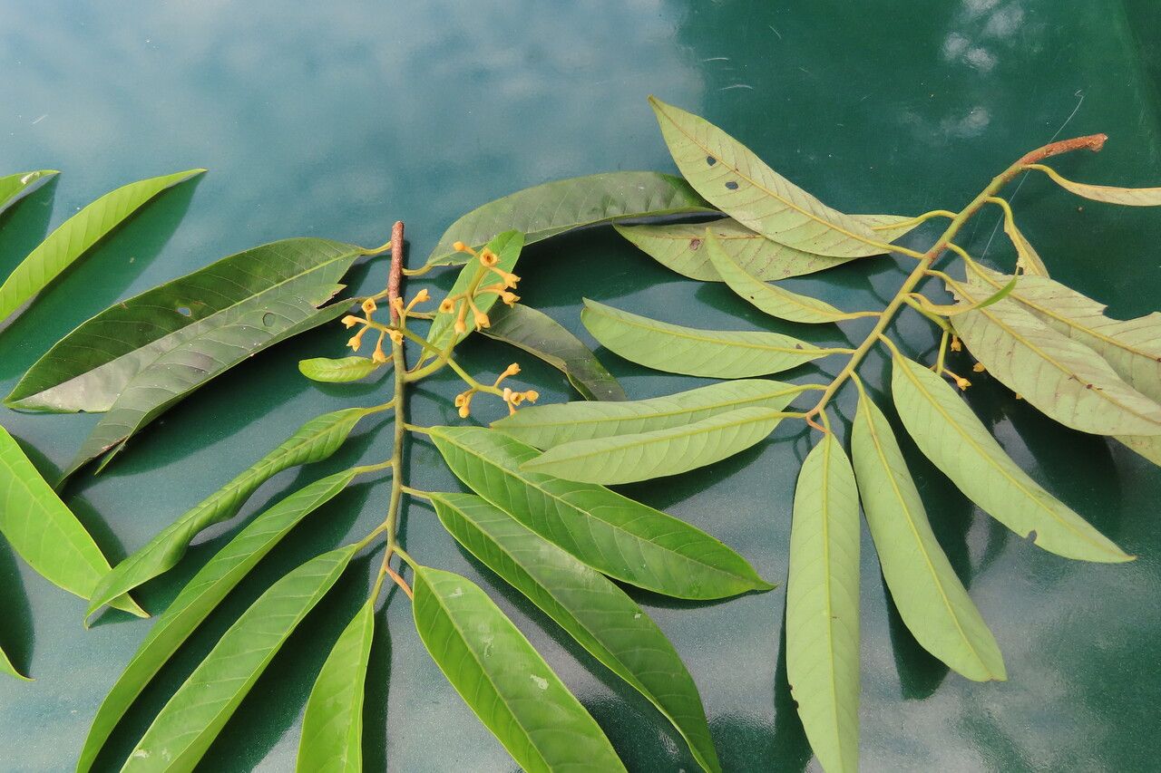 Virola multiflora — houseplant care guide