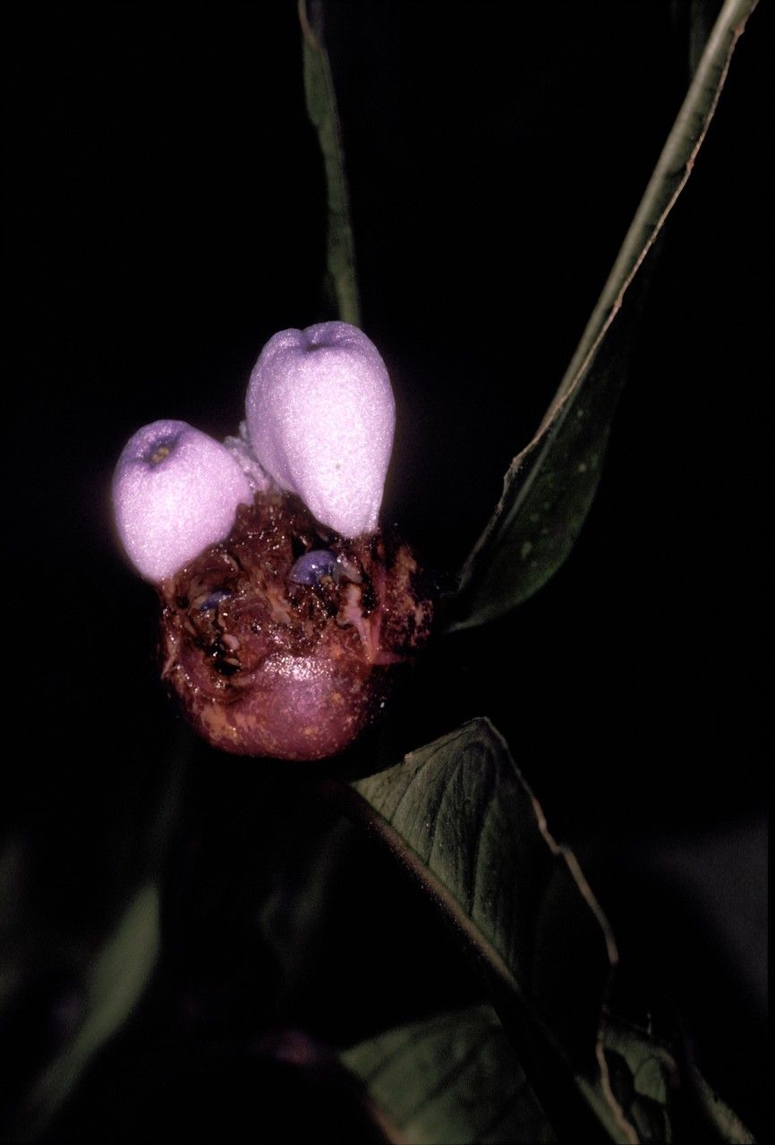 Psychotria amplifolia — houseplant care guide