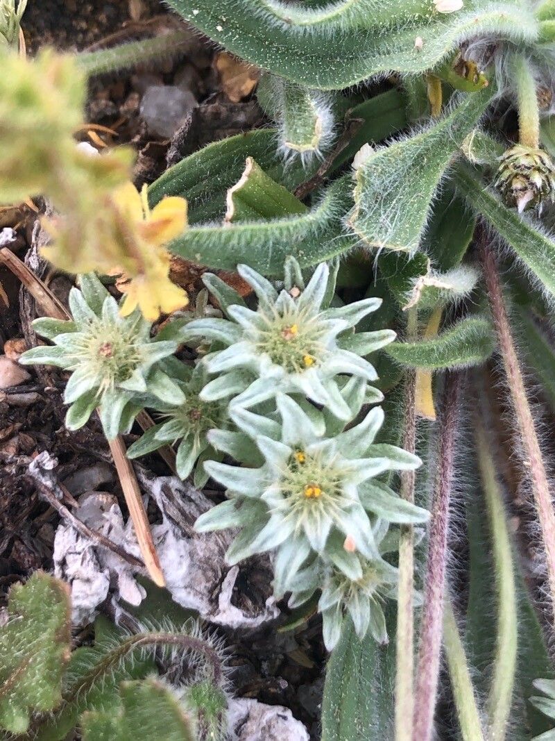 Filago carpetana flower