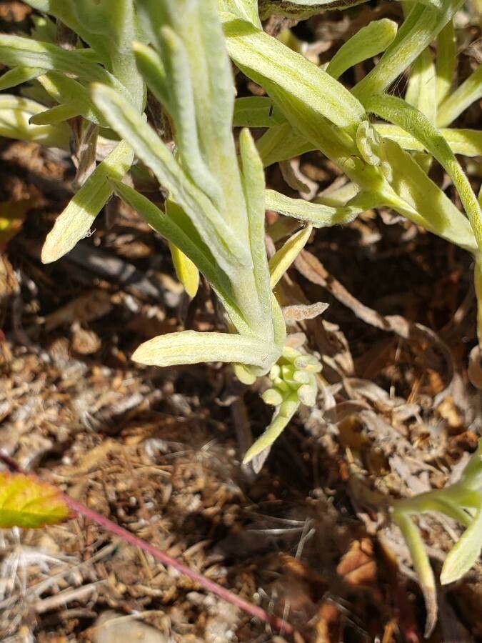 Gnaphalium exilifolium — houseplant care guide