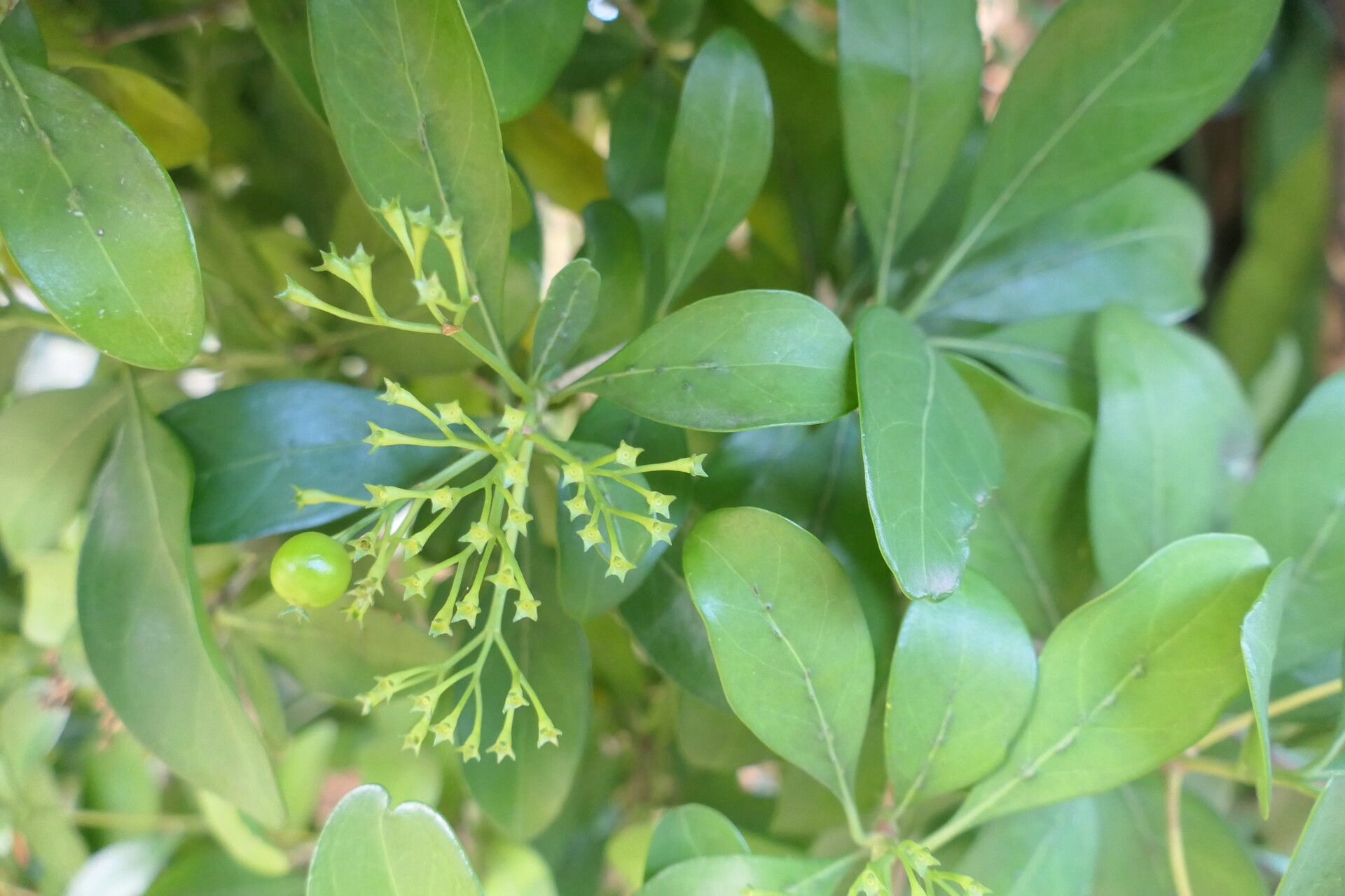 Pavetta revoluta fruit