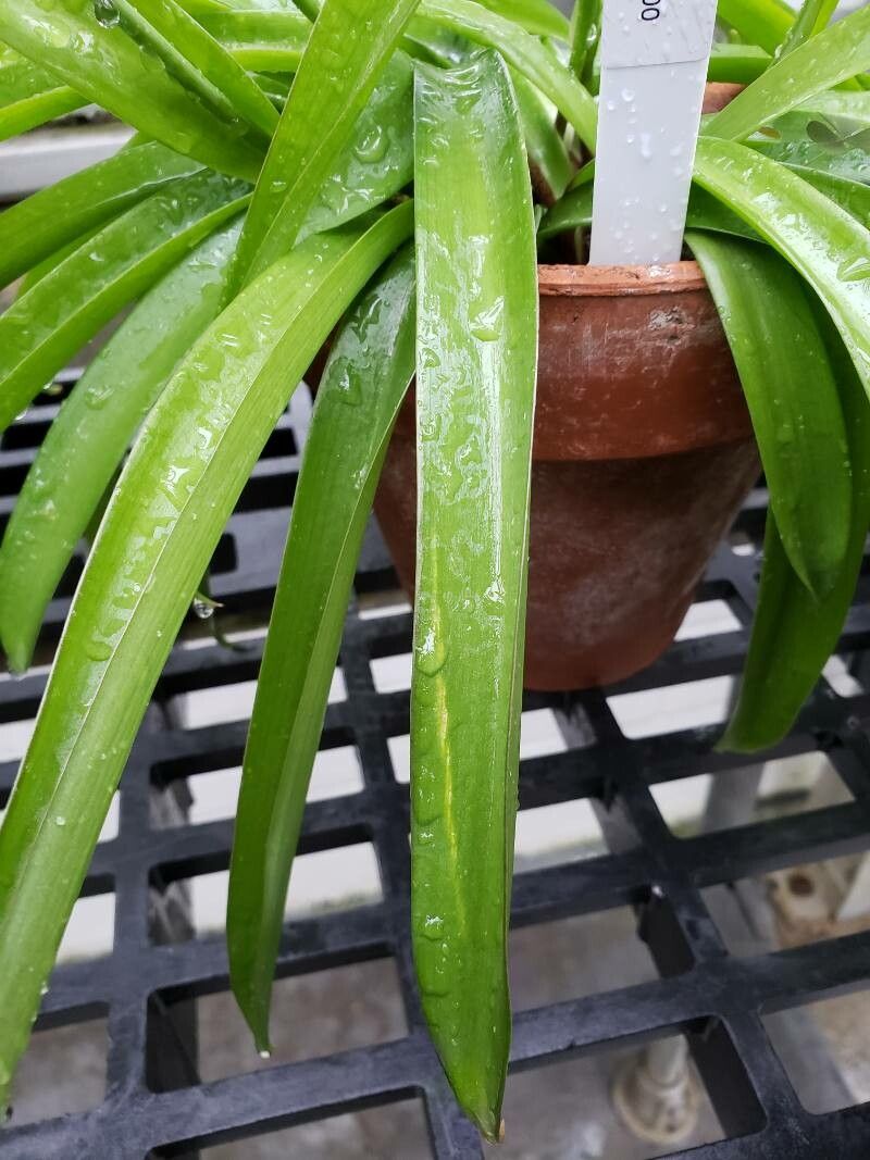 Polianthes howardii — related species from the same genus