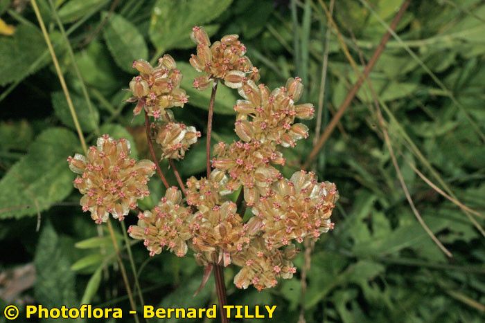Laserpitium prutenicum fruit