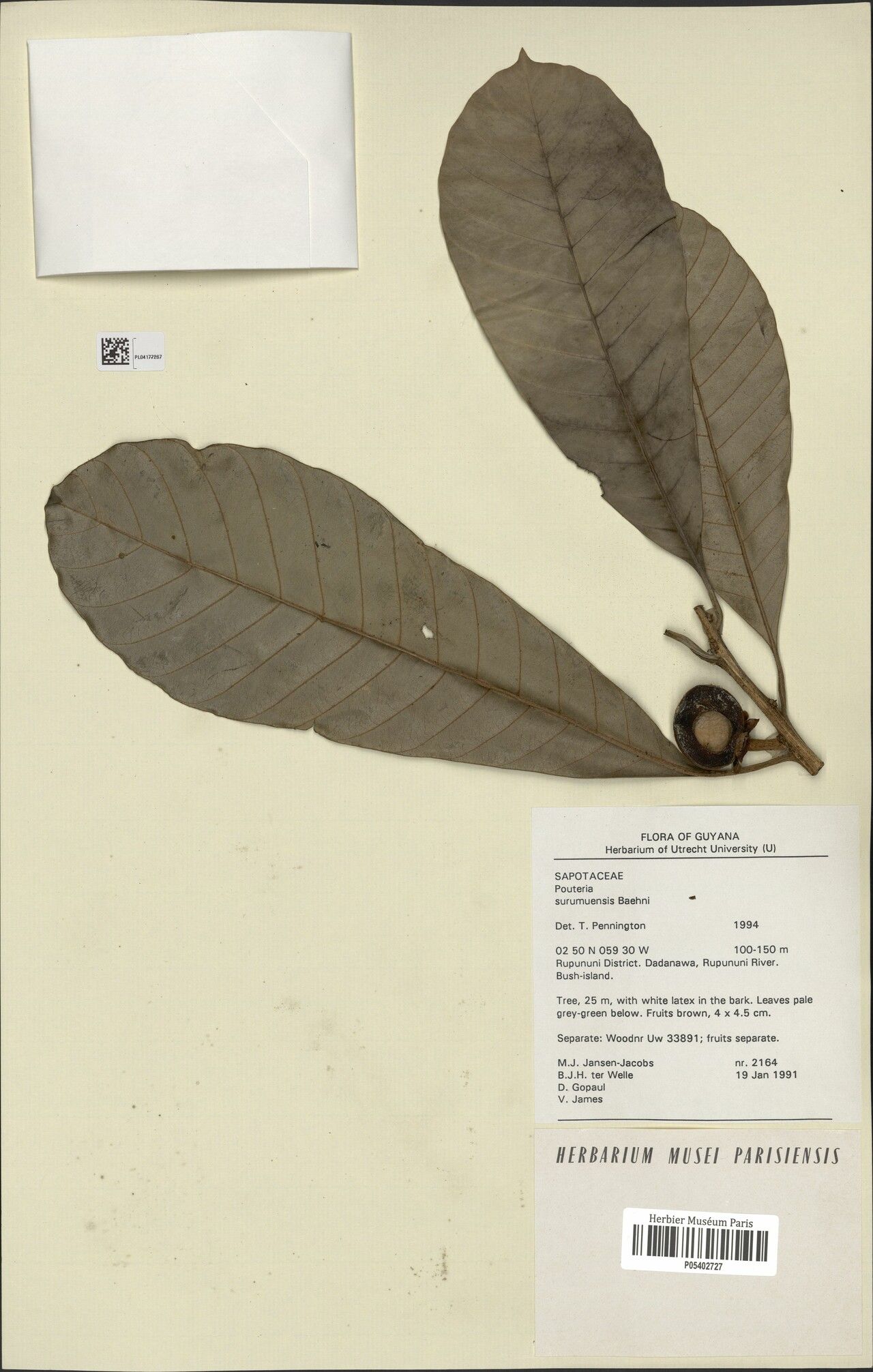 Pouteria surumuensis fruit