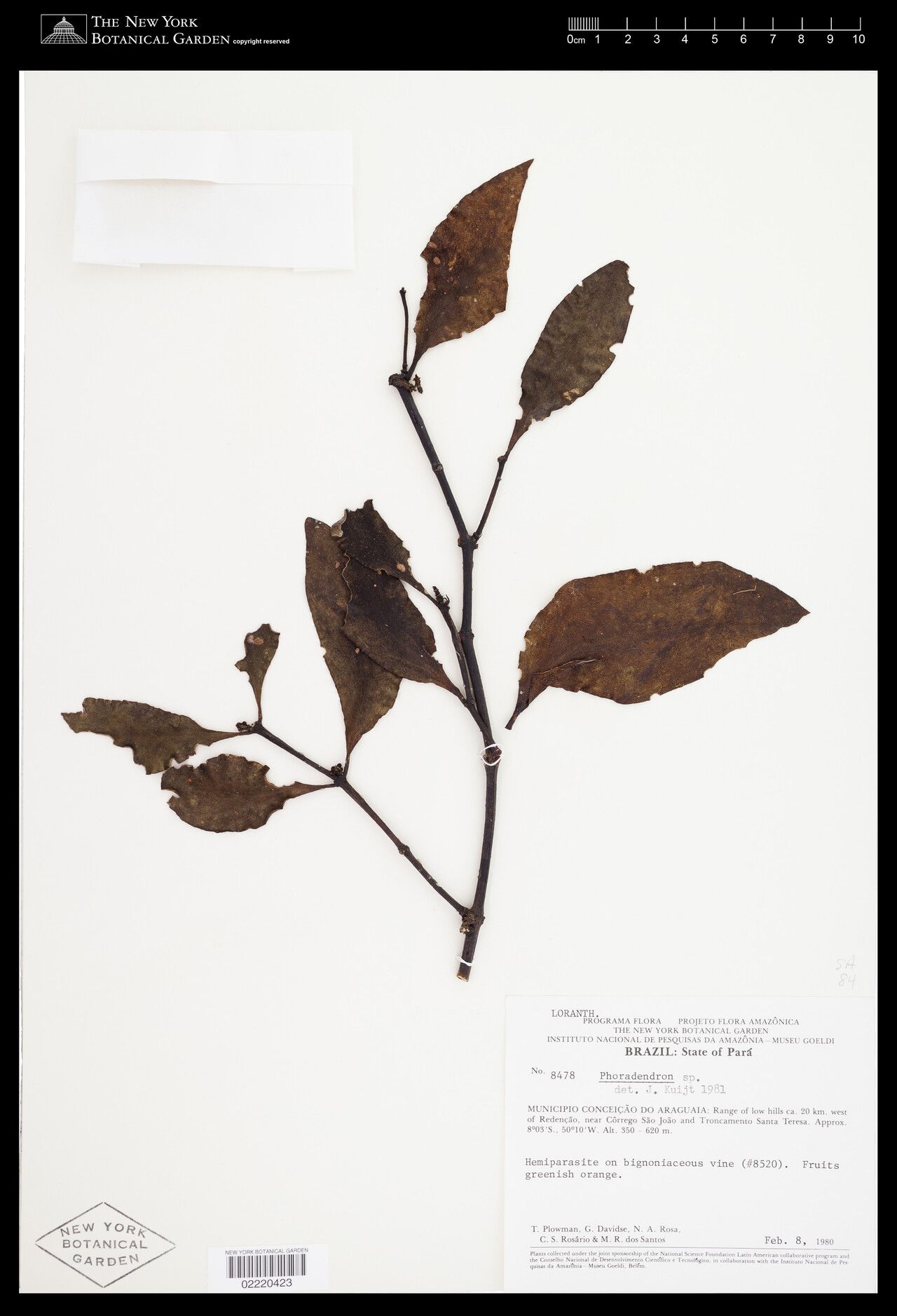 Phoradendron pellucidulum — houseplant care guide