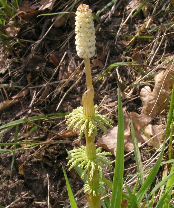 Equisetum sylvaticum — search result for 'Equisetaceae'
