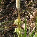 Equisetum sylvaticum