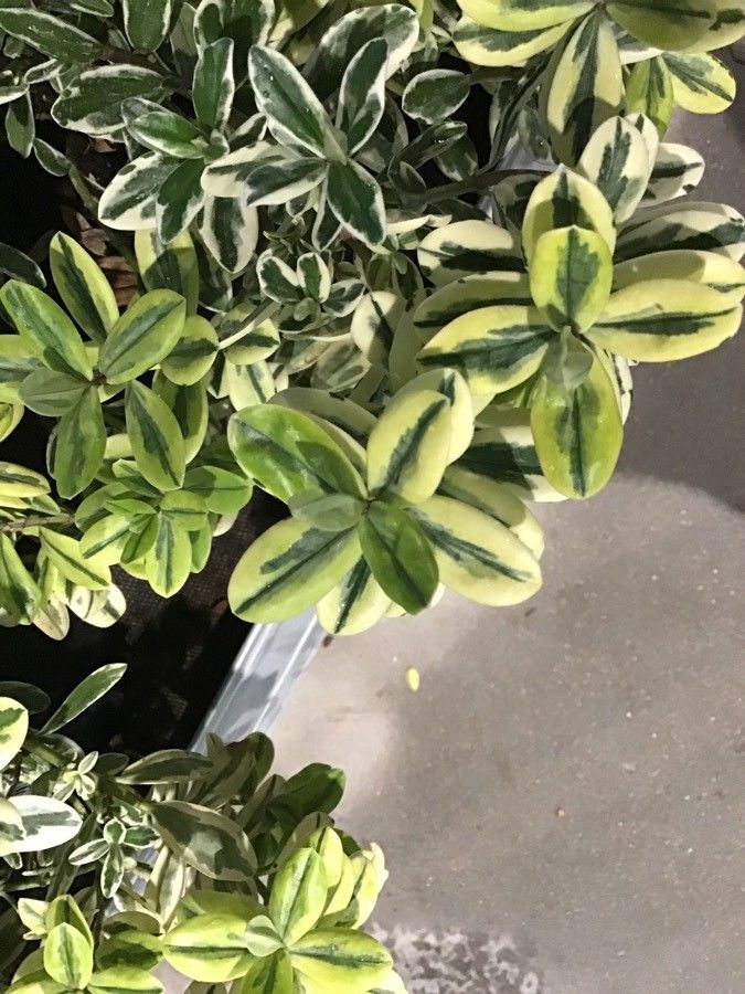 Hebe franciscana — related species from the same genus