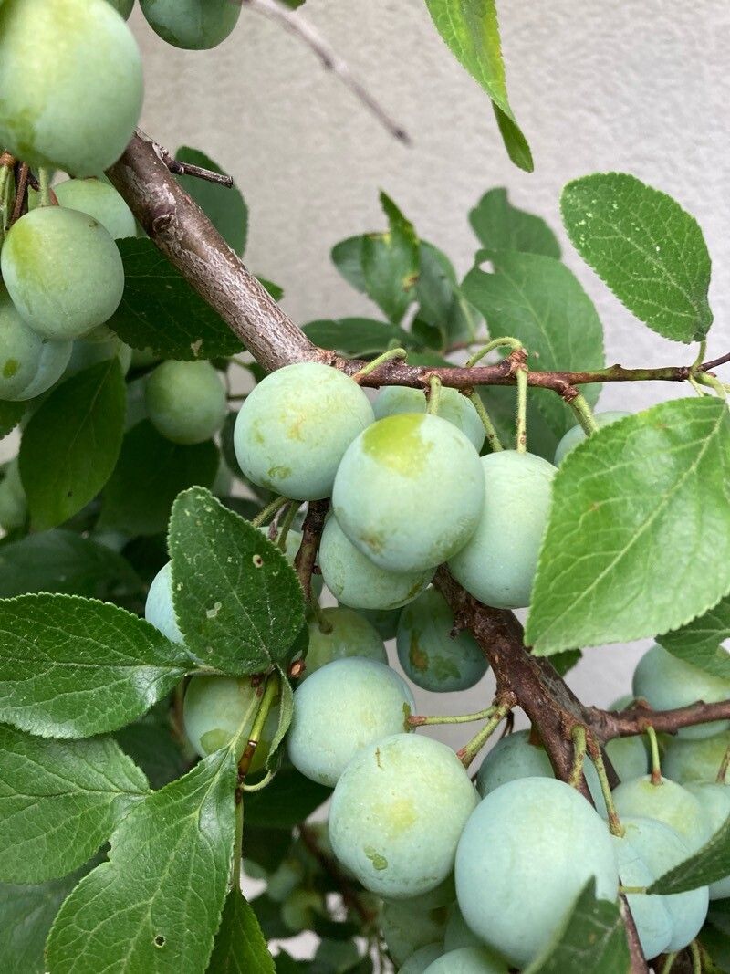 Prunus × syriaca fruit