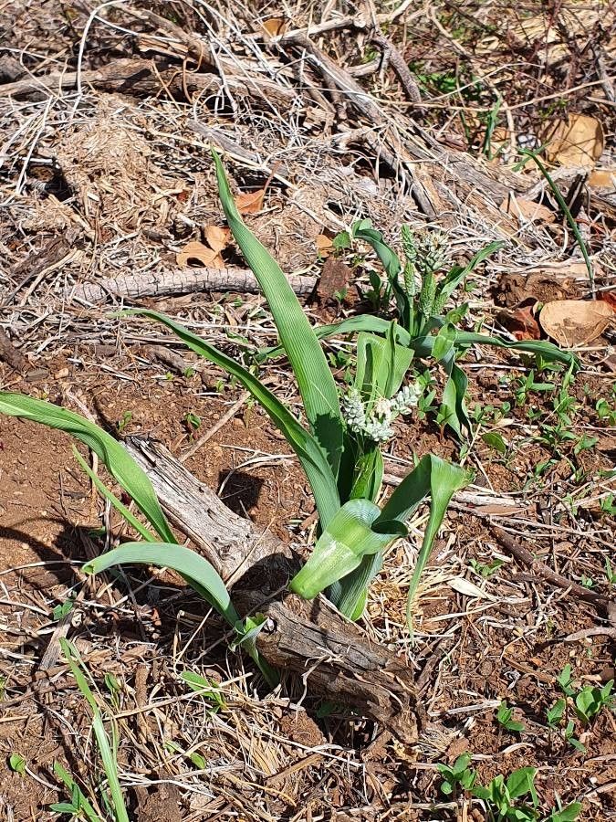 Chlorophytum silvaticum — search result for 'Chlorophytum'