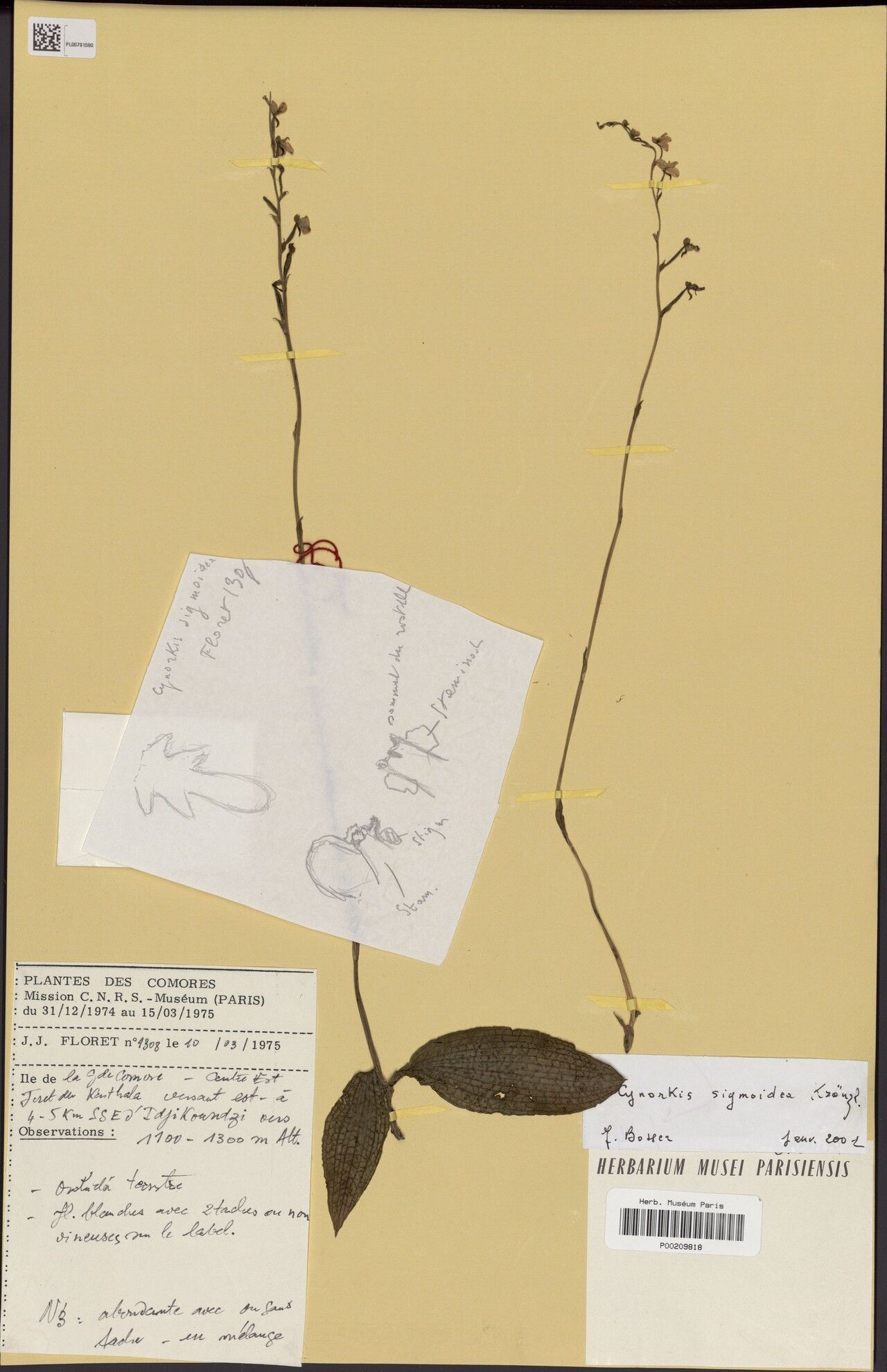 Cynorkis sigmoidea — houseplant care guide