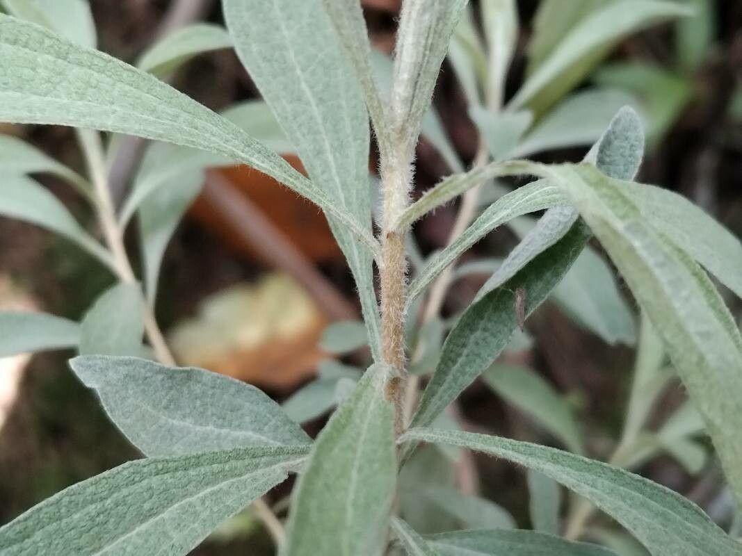 Helichrysum gymnocephalum other