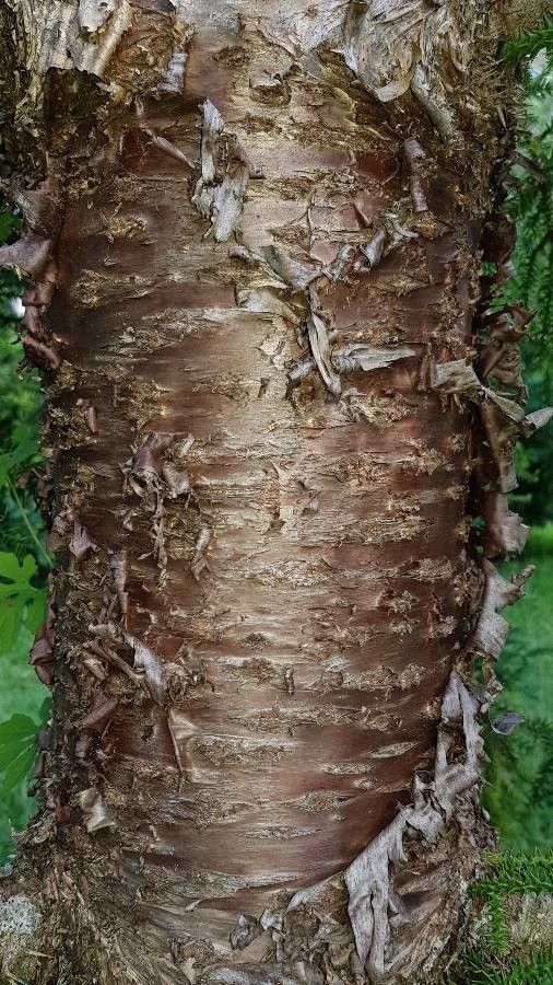 Araucaria luxurians bark