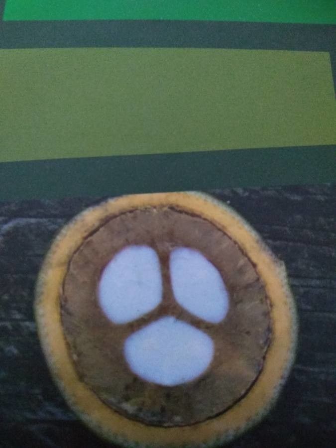 Attalea funifera — search result for 'Arecaceae'