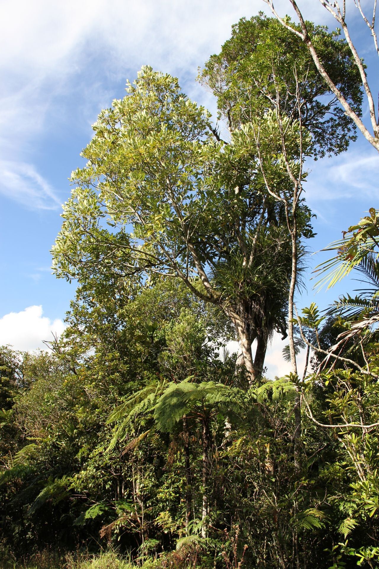 Plerandra pancheri habit