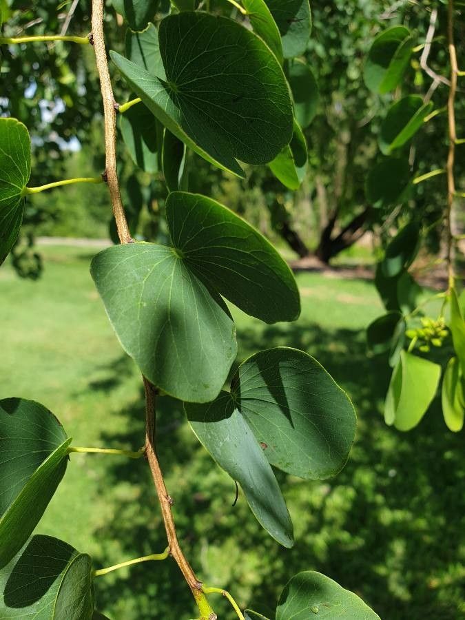 Lysiphyllum hookeri — search result for 'Bauhinia'
