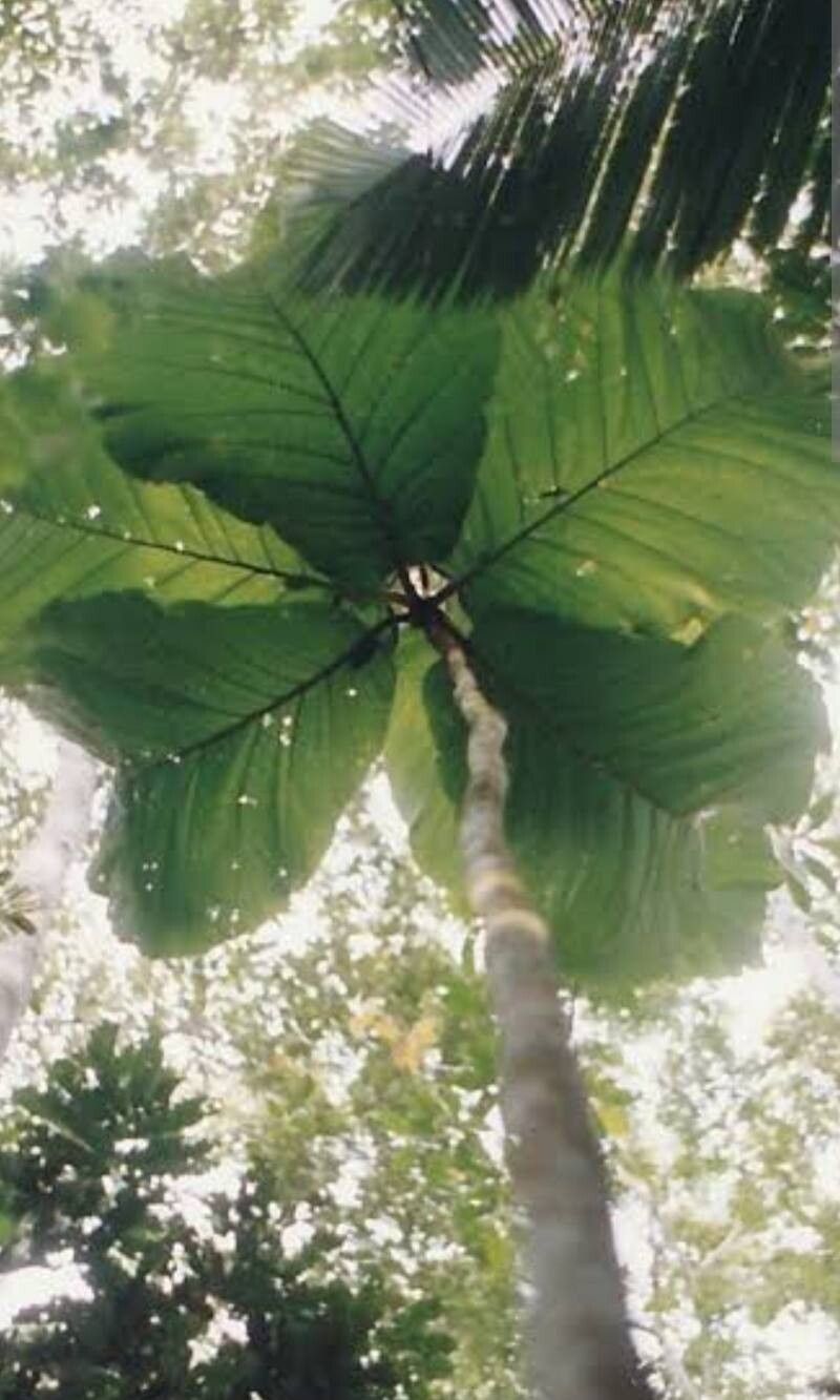 Coccoloba gigantifolia leaf