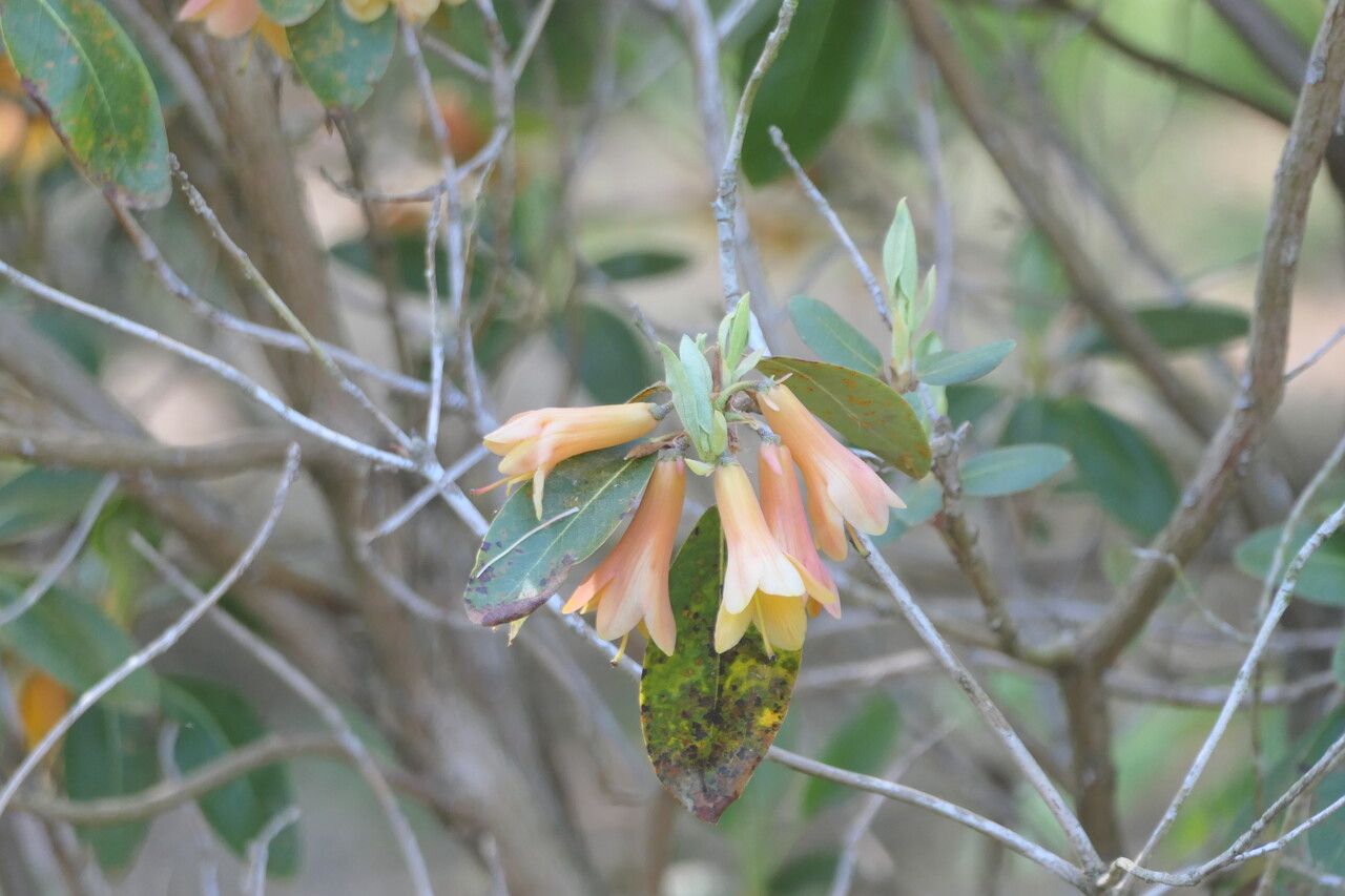 Rhododendron cinnabarinum flower