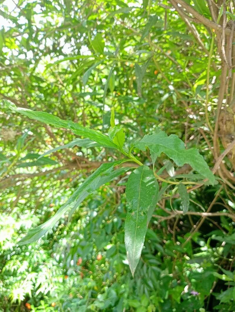 Psiadia altissima leaf