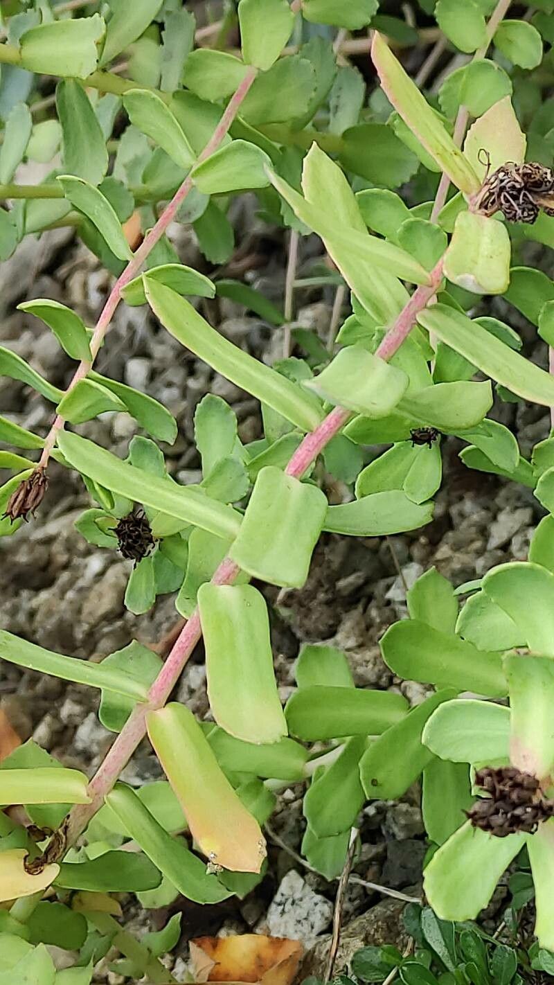 Rhodiola ishidae bark