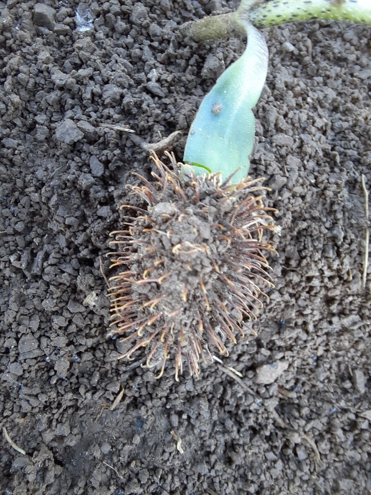 Xanthium italicum fruit