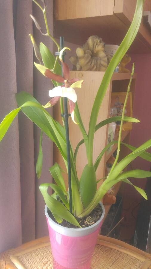 Calanthe wallichii habit