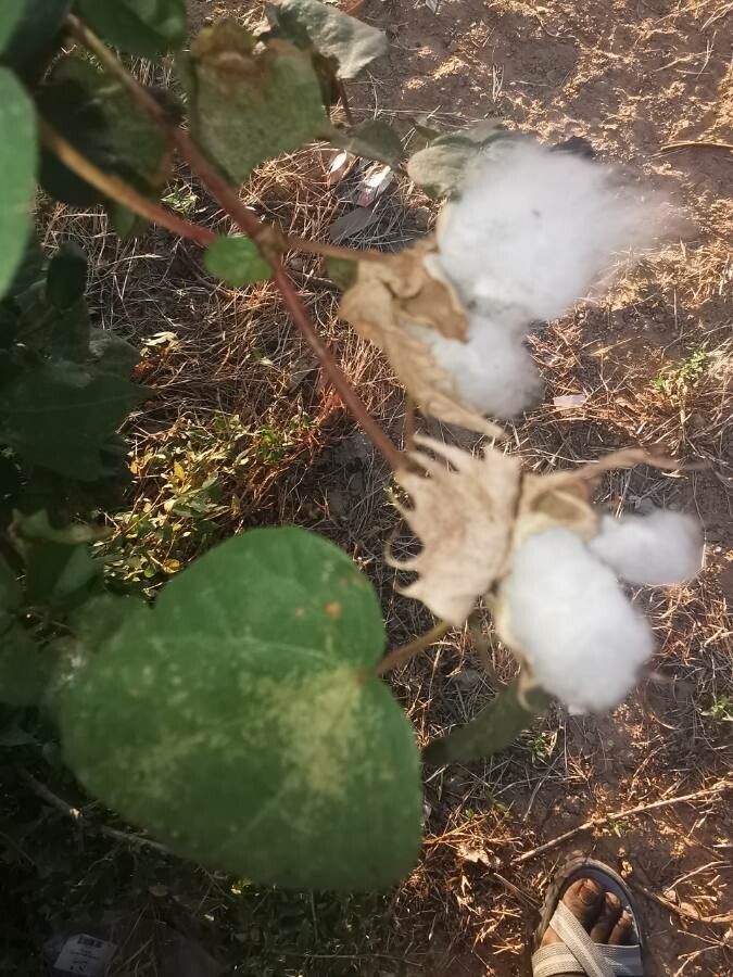 Thunbergia erecta fruit