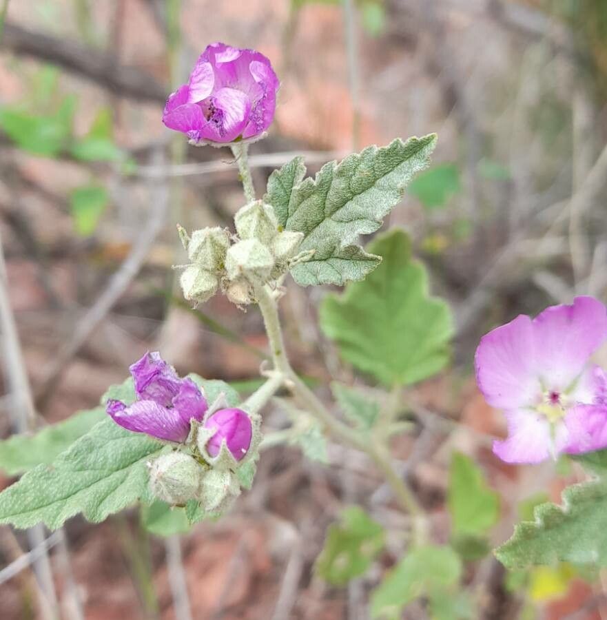 Sphaeralcea brevipes flower