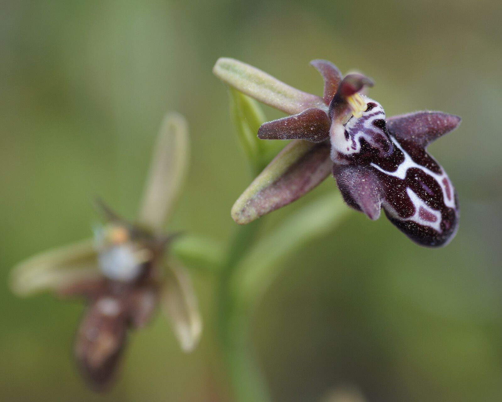 Ophrys cretica flower