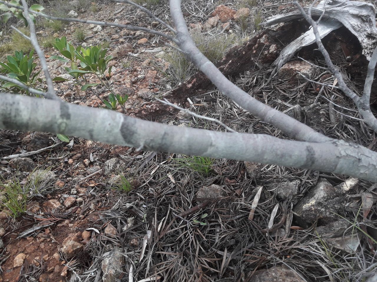 Stenocarpus milnei bark