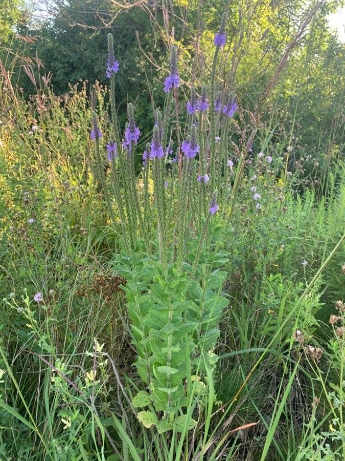 Verbena stricta leaf