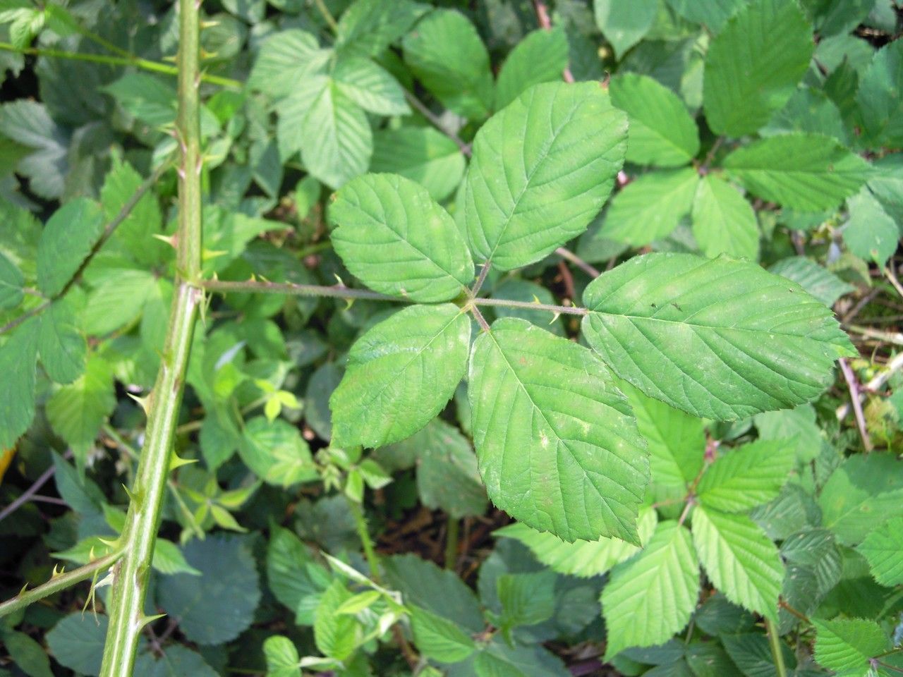 Rubus lindenbergii — houseplant care guide