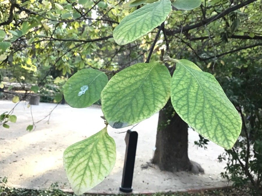 Styrax officinalis — search result for 'Styrax'