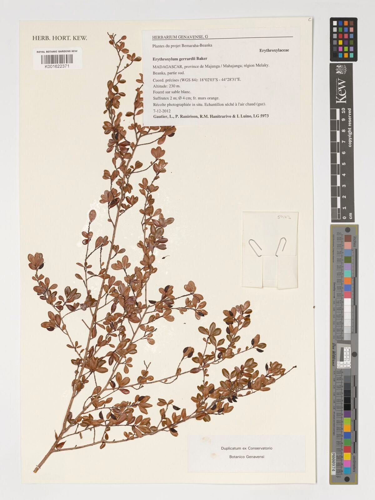 Erythroxylum gerrardii — houseplant care guide