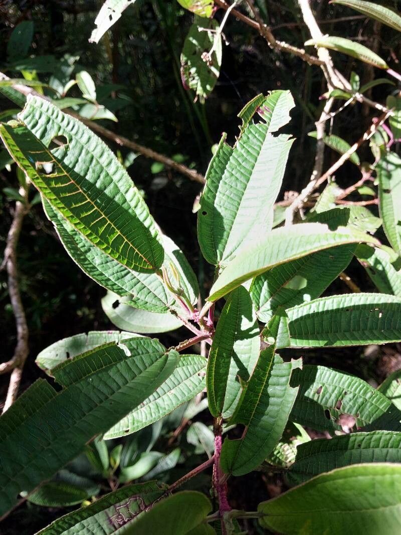 Dichaetanthera arborea — related species from the same genus