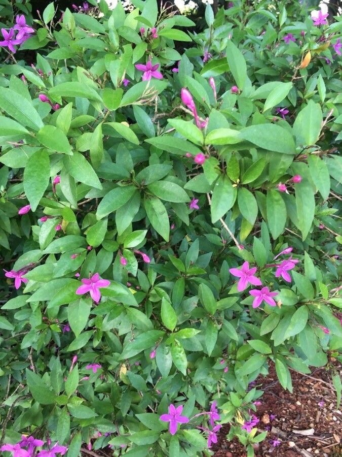 Pseuderanthemum laxiflorum habit