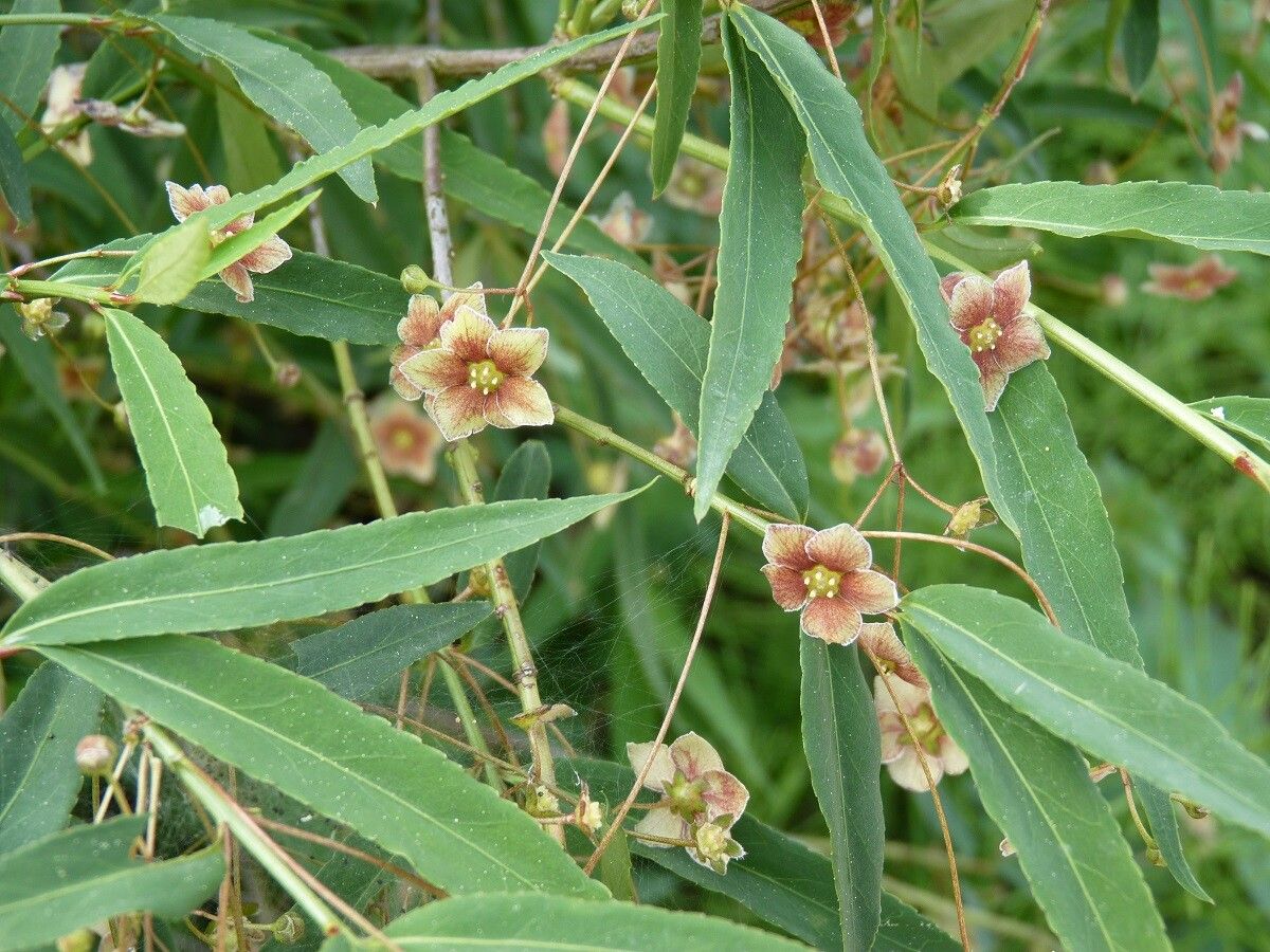 Euonymus cornutus other