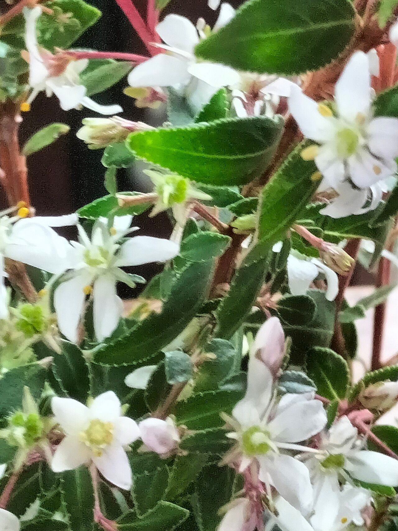 Agathosma crenulata — related species from the same genus