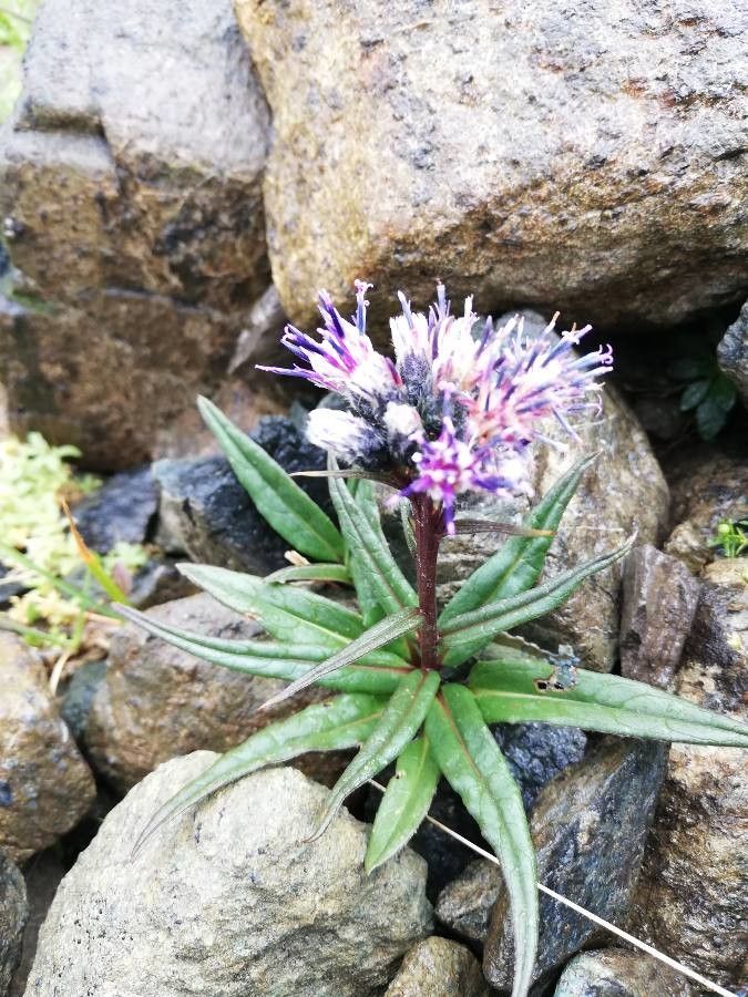 Saussurea alpina — related species from the same genus